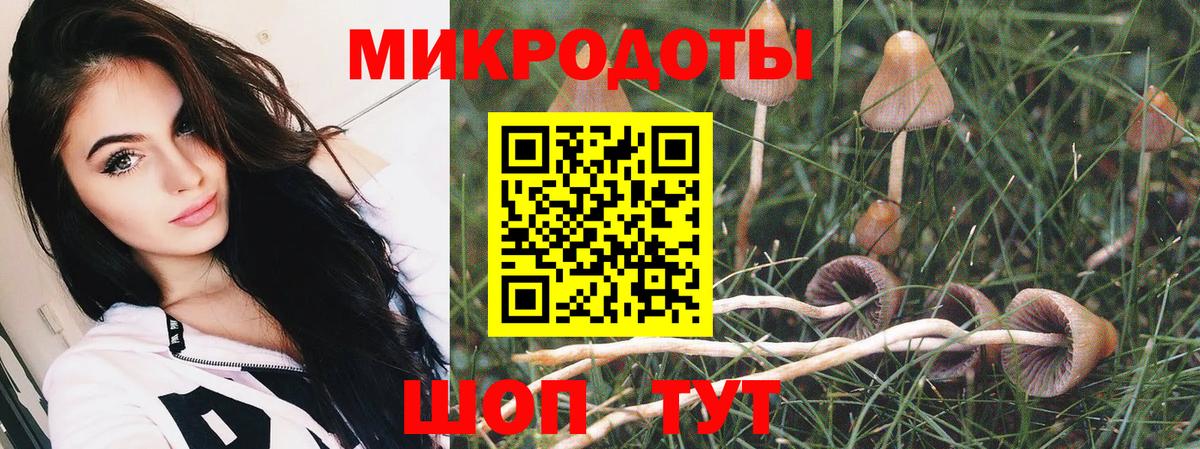 Псилоцибиновые грибы Psilocybine cubensis Норильск